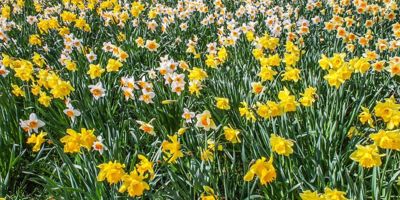 Spring hasn’t quite sprung yet says Gordon the Gardener but the daffodils have been glorious and April is the time to get busy