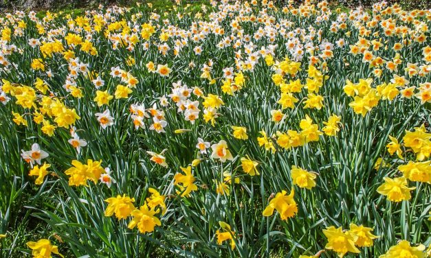 Spring hasn’t quite sprung yet says Gordon the Gardener but the daffodils have been glorious and April is the time to get busy