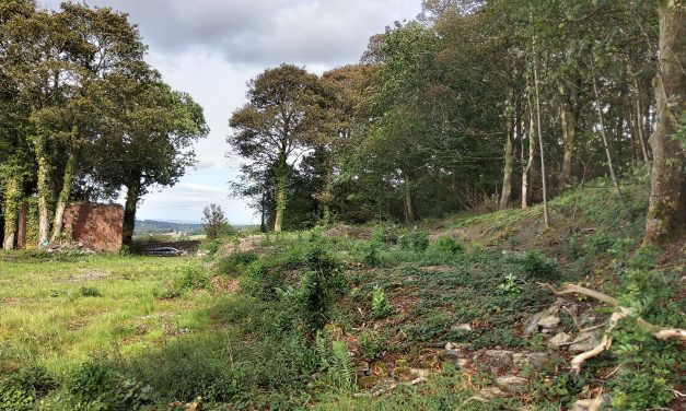 Companies fined for felling protected trees