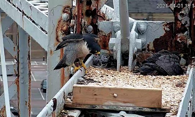 Watch: Peregrines nest 120ft up on Huddersfield’s gas holder