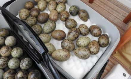 Warning issued after Huddersfield man is given suspended jail term for stealing birds’ eggs