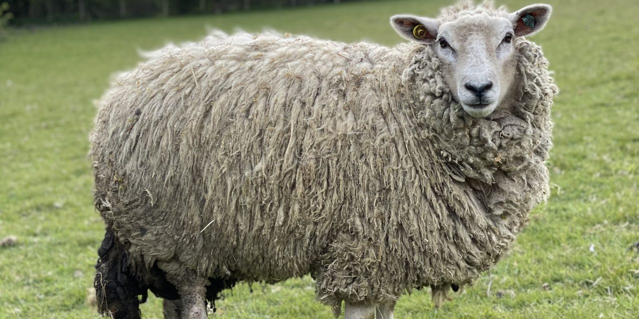 TV’s The Yorkshire Vet could make Star the UK’s first bionic sheep