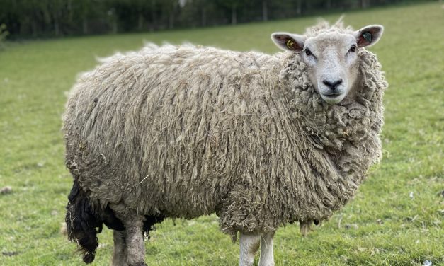 TV’s The Yorkshire Vet could make Star the UK’s first bionic sheep