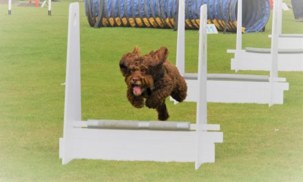 Countdown is on to Honley Show 2024 as the Kennel Club dog show returns