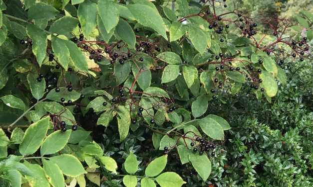 ‘Watch for the elderberries’ says Gordon the Gardener – there’s still hope for a golden autumn