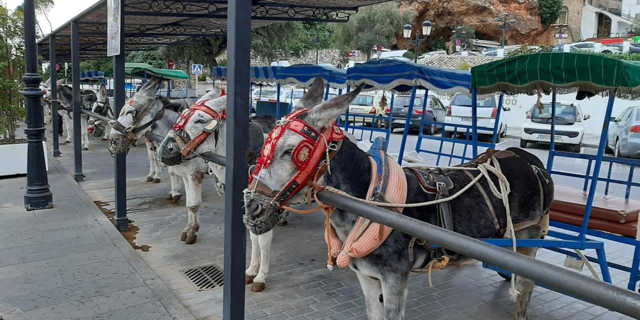 Brian Hayhurst finds out about the famous Mijas donkey taxis on a Spanish walking tour where he needed his winter woollies