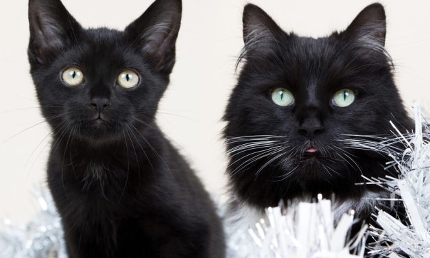 How Felix the Huddersfield Station cat is helping the man who made her a social media sensation