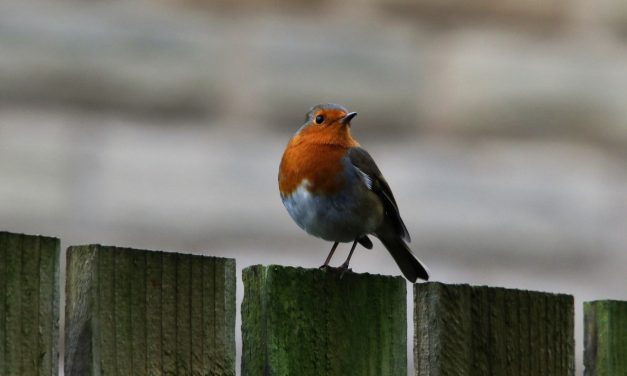 A Christmas card from Sean Doyle in 13 fabulous festive photos