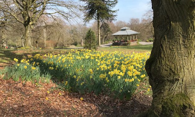 Gordon the Gardener waxes lyrical on golden daffodils, has advice on what seeds to plant in February and has a great tip on how to get robins nesting in your garden