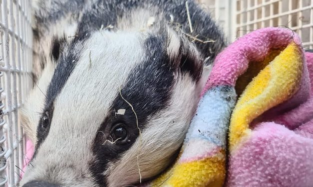 Miracle of life for Tilly the badger who survived after being found near death on the roadside – and has now given birth to cubs