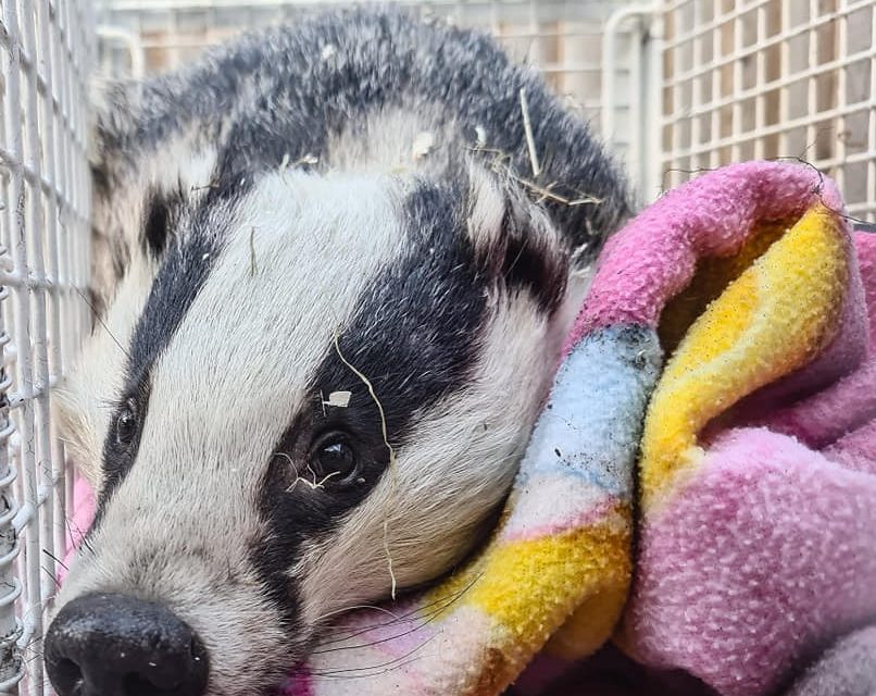 Miracle of life for Tilly the badger who survived after being found near death on the roadside – and has now given birth to cubs