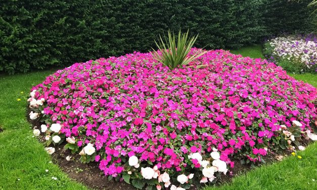 Gordon the Gardener on April soil preparation, busy lizzies, leeks, sweet peas and the countdown to Harrogate Spring Flower Show