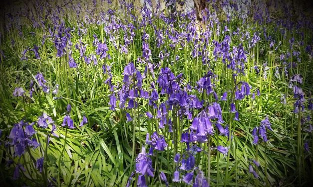 Take an early morning walk in the woods, cherish the dawn chorus and see the wondrous bluebells says Gordon the Gardener
