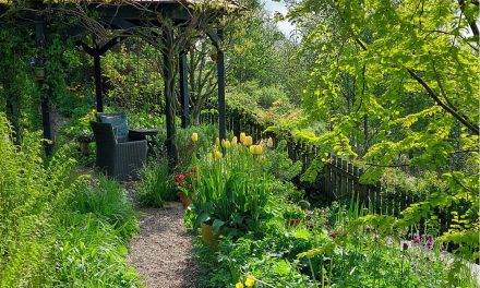 Glorious Scapegoat Hill garden featured on TV’s Gardeners’ World opens to the public to raise money for charity