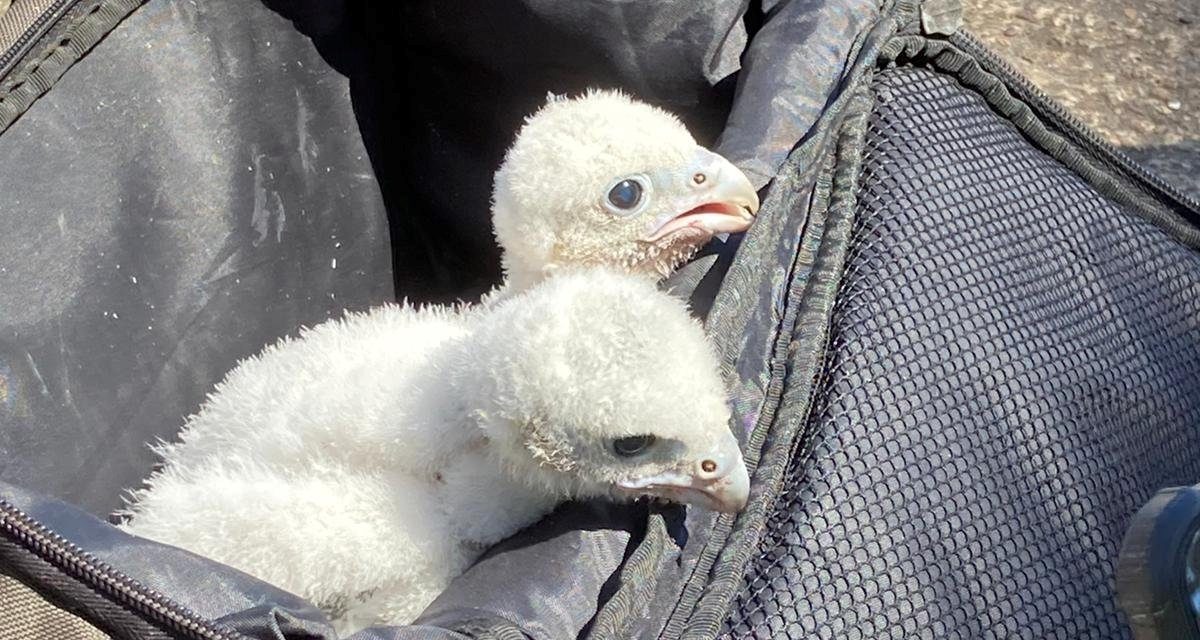 Peregrine falcon chicks born 120ft up on Huddersfield’s gasholder and it’s a team effort to keep them safe and protected