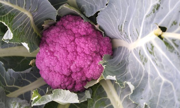 Gordon the Gardener recommends a mauve cauliflower called Graffiti and has advice on avoiding problems with tomatoes