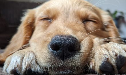 Dog tired! Slaithwaite-based Dragonfly Products has bumper entry to find the nation’s sleepiest pooch