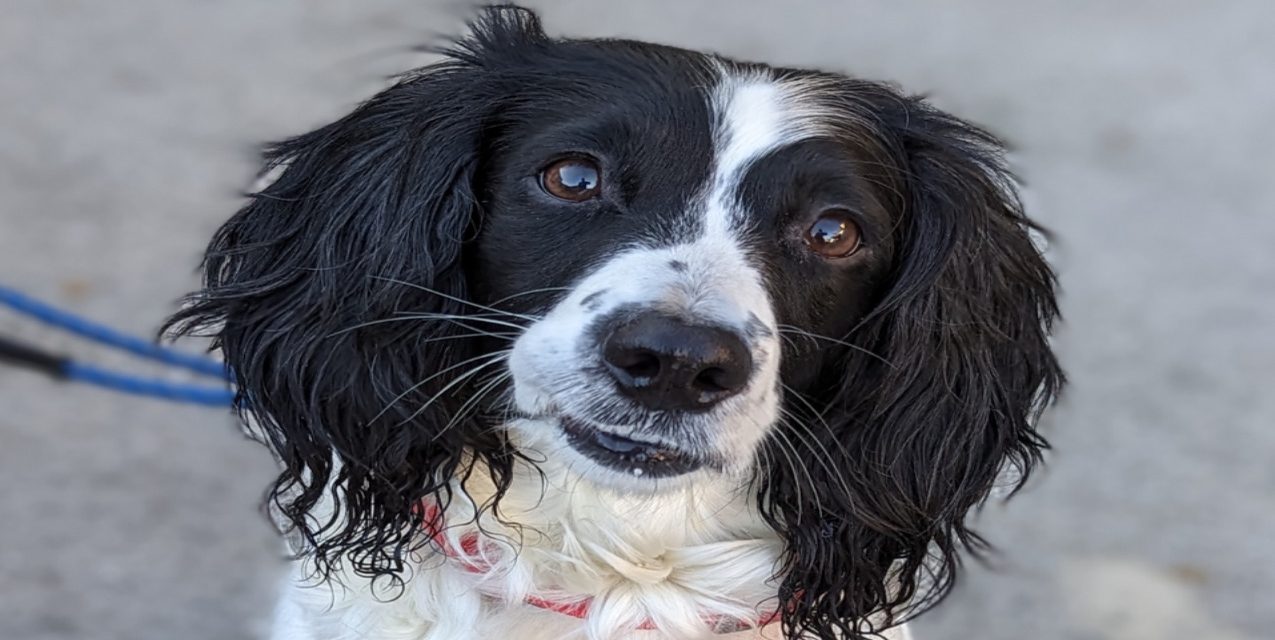 How you can help the RSPCA care for dogs like Jade this Christmas