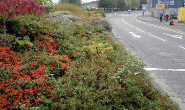 Growing concern as Kirklees Council cuts back on grounds maintenance and won’t mow the grass as often