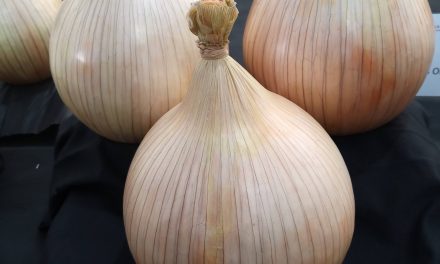January is the start of the gardener’s year and Gordon the Gardener says it’s time to know your onions when it comes to planting seeds