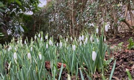 The snowdrops are out and Gordon the Gardener talks hedging and other essential jobs for February