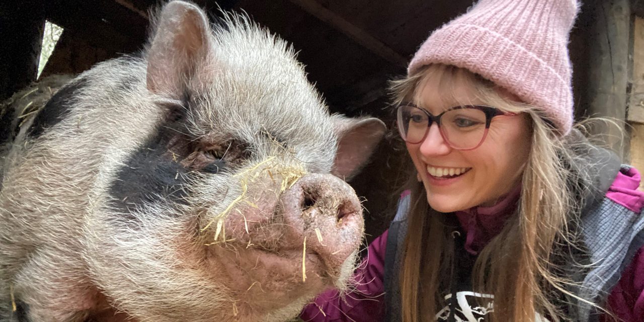 As happy as a pig in…Scissett – meet the lucky residents of a sanctuary for porkers