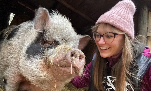 As happy as a pig in…Scissett – meet the lucky residents of a sanctuary for porkers