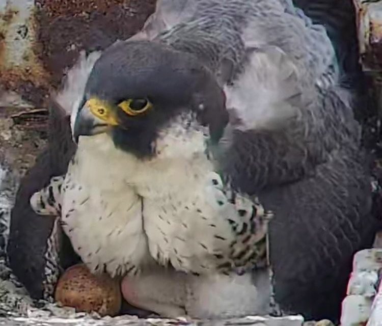 Huddersfield peregrines find a new nesting site ahead of demolition of gas holder