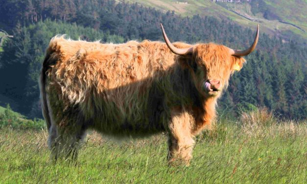 Sean Doyle’s 16 countryside scenes which sum up summer in Huddersfield