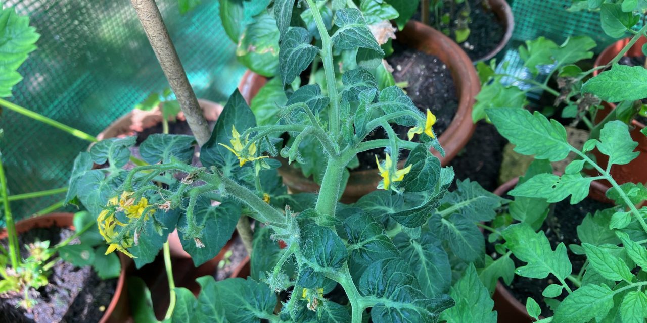 Flamin’ June is here and Gordon the Gardener has some advice on tomatoes and recommends his plant of the month