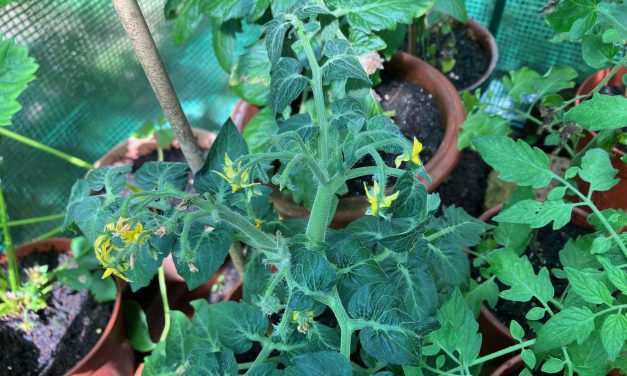 Flamin’ June is here and Gordon the Gardener has some advice on tomatoes and recommends his plant of the month