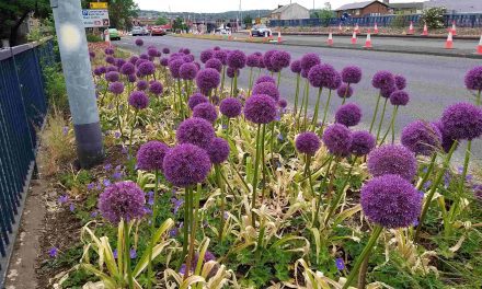 A62 Leeds Road looks bloomin’ lovely as 10,000 plants and shrubs, 25,000 bulbs and 100 trees are planted