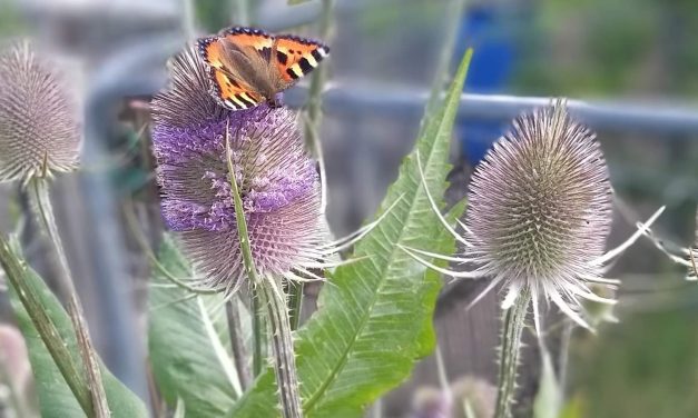 Gordon the Gardener talks tomatoes, red spider mites and his plant of the month is the heavenly ‘Tree of Lovers’