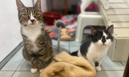 Help feed hungry RSPCA kittens in Huddersfield – and some are looking for new homes too