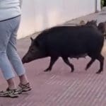 Brian Hayhurst reports from the Costa del Sol on roaming wild boars, new rules about drinking and Fuengirola Feria