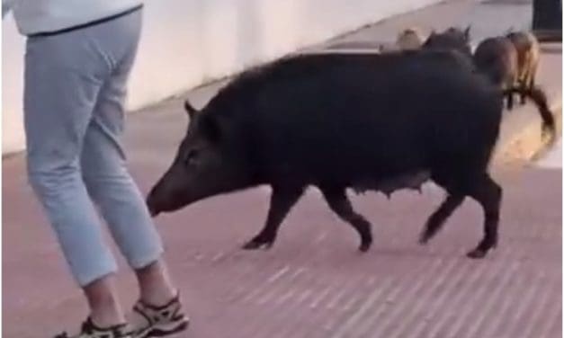 Brian Hayhurst reports from the Costa del Sol on roaming wild boars, new rules about drinking and Fuengirola Feria