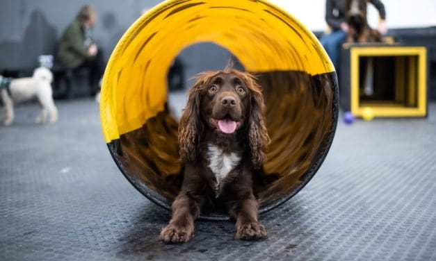 A canine activity centre with hydrotherapy pool, self-service dog wash and play arena opens in Slaithwaite