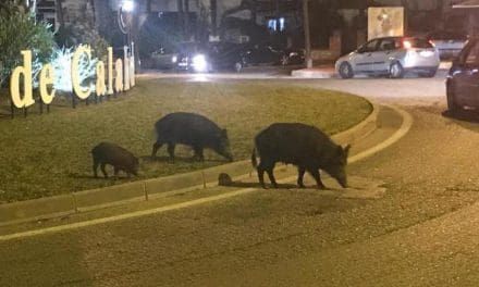 Brian Hayhurst reports from the Costa del Sol on the wild boars that are now causing a nuisance in town centres