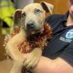 Chance to look behind the scenes at the RSPCA centre covering Huddersfield