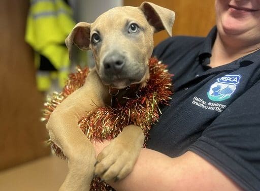 Chance to look behind the scenes at the RSPCA centre covering Huddersfield