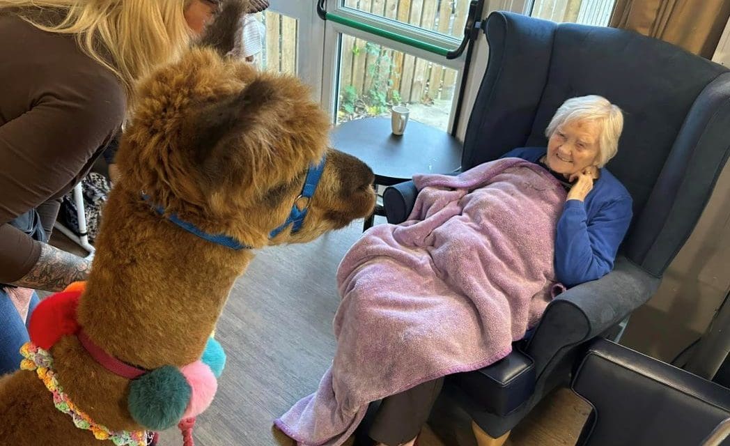 Residents at Lindley care home come face-to-face with friendly alpacas and their smiles say it all