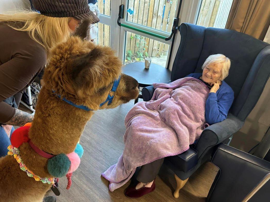 Residents at Lindley care home come face-to-face with friendly alpacas ...