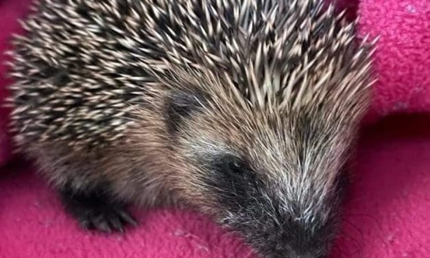 Gordon the Gardener goes the whole hog as his sings the praises of the humble hedgehog