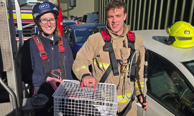 Firefighters and RSPCA rescue cat from the top of 45ft tall viaduct in Huddersfield town centre