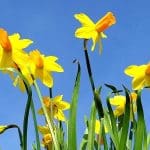 Gordon the Gardener on the glory of daffodils in a wet Spring and tips for making up your own seed compost