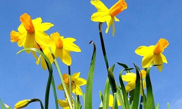 Gordon the Gardener on the glory of daffodils in a wet Spring and tips for making up your own seed compost