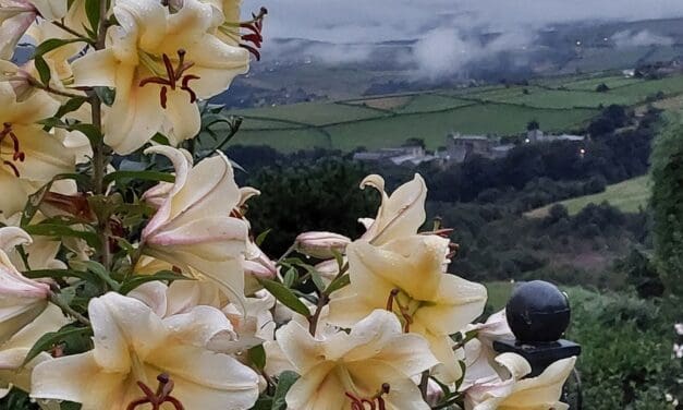 Beautiful hillside garden at Scapegoat Hill opens to the public again to raise money for good causes