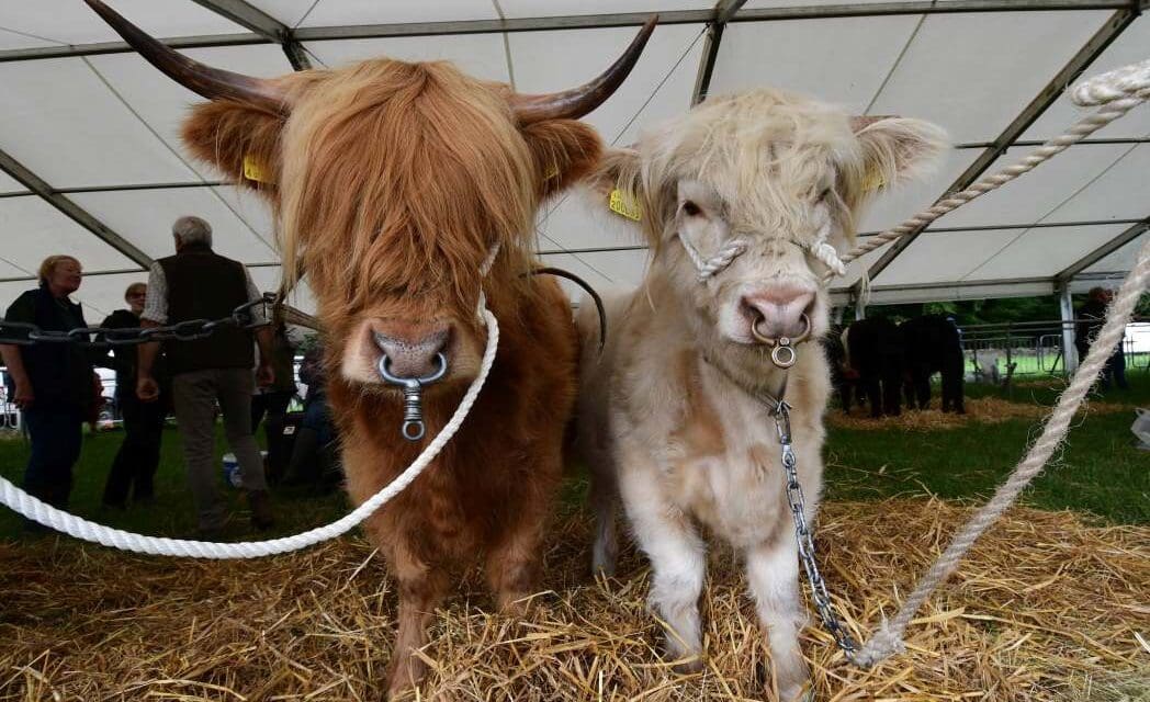 Organisers bullish for Honley Show after record-breaking entries in cattle, horse and goat sections