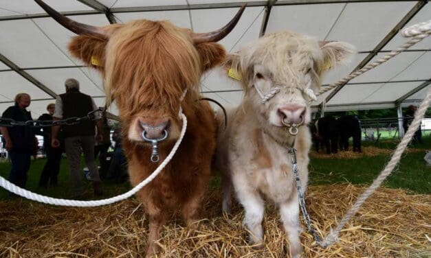 Organisers bullish for Honley Show after record-breaking entries in cattle, horse and goat sections