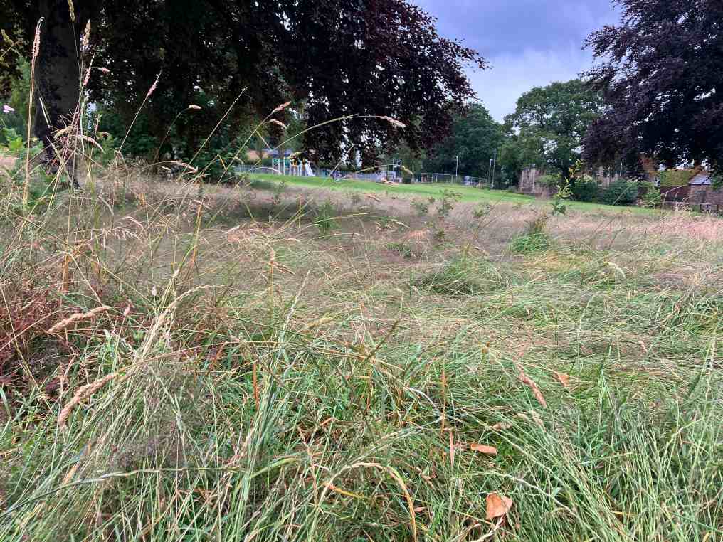 Council parks staff at risk as jobs are cut – but the grass isn’t – Huddersfield Hub